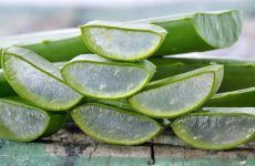 Amazing Aloe Vera Plant Uses