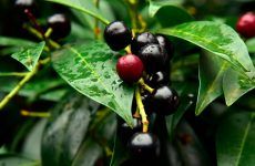 Black Cherry And Its Impact On Your Health