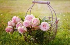Pictures Of Pretty Flowers To Boost Your Mood